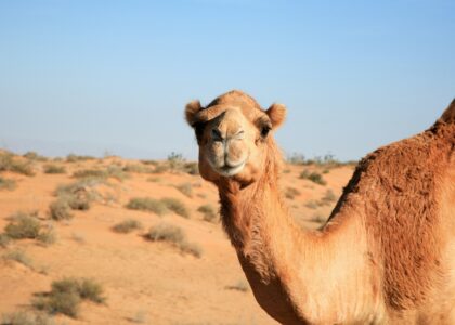 Camelo no Dubai